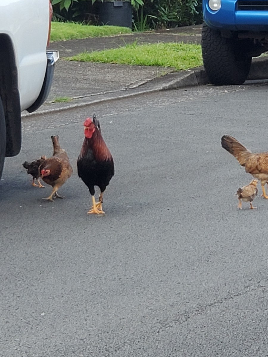 Red Junglefowl (Domestic type) - ML620215904