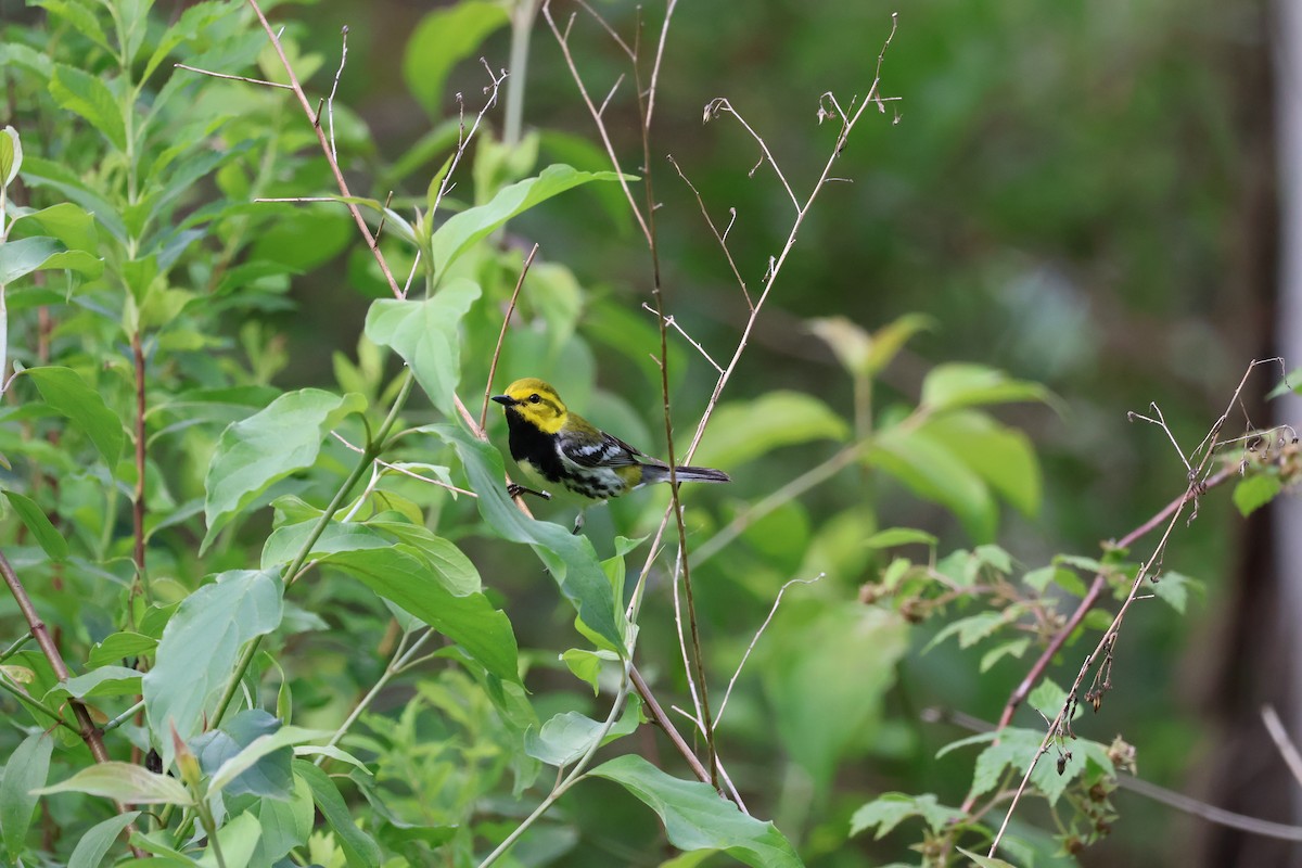Black-throated Green Warbler - ML620215920