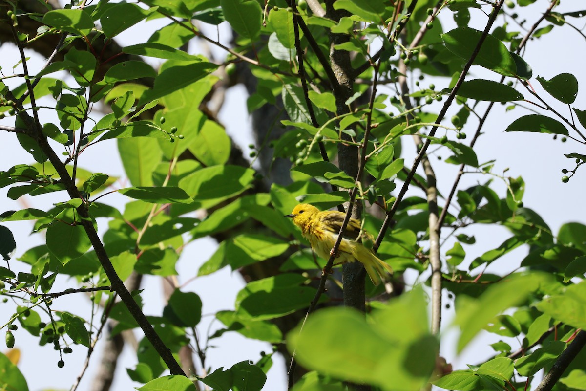 Yellow Warbler - ML620215922