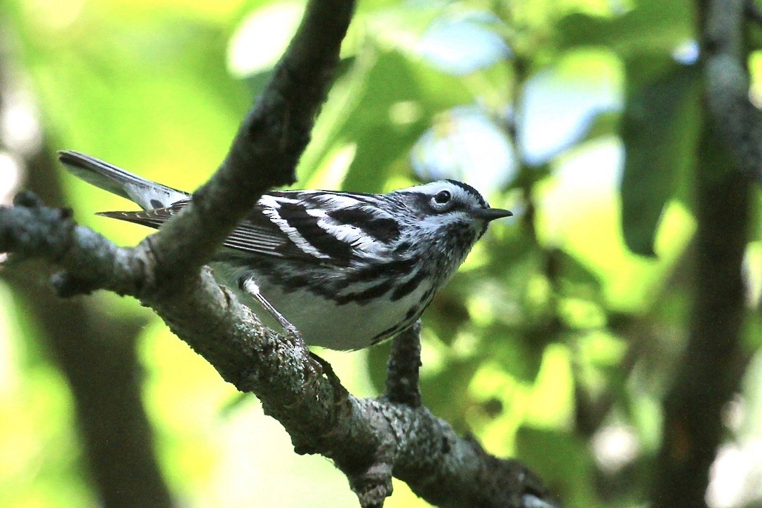 Black-and-white Warbler - ML620215925
