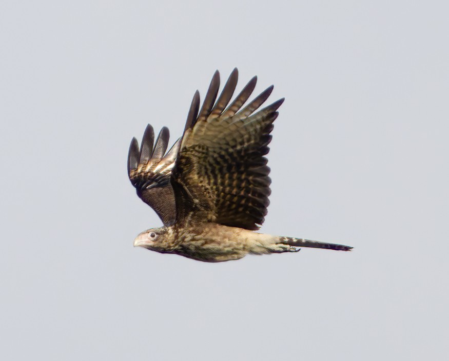 Yellow-headed Caracara - ML620215927