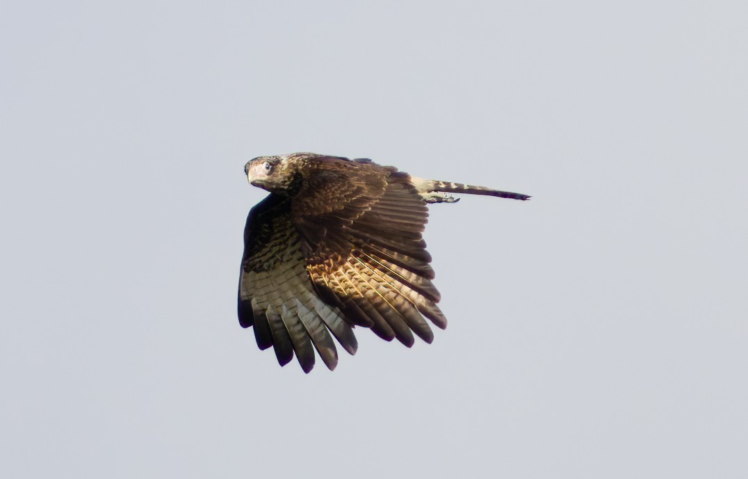 Caracara à tête jaune - ML620215928