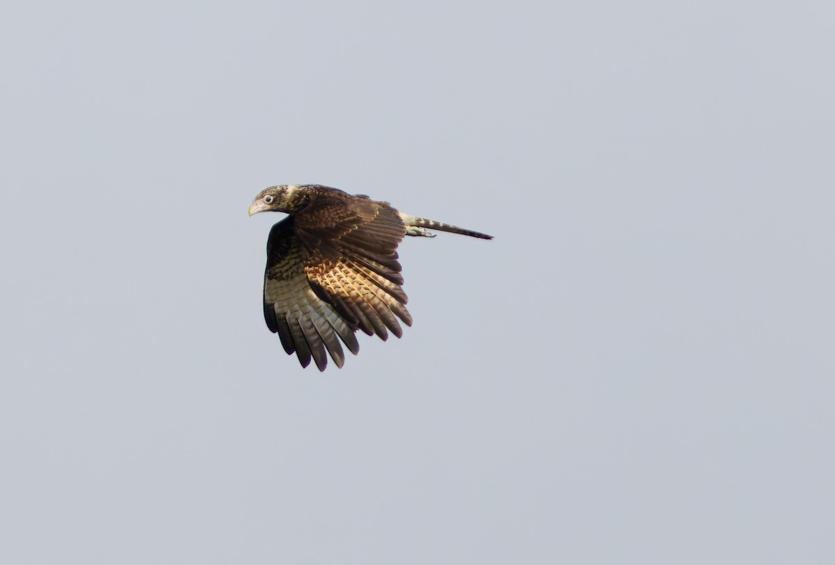 Caracara à tête jaune - ML620215929