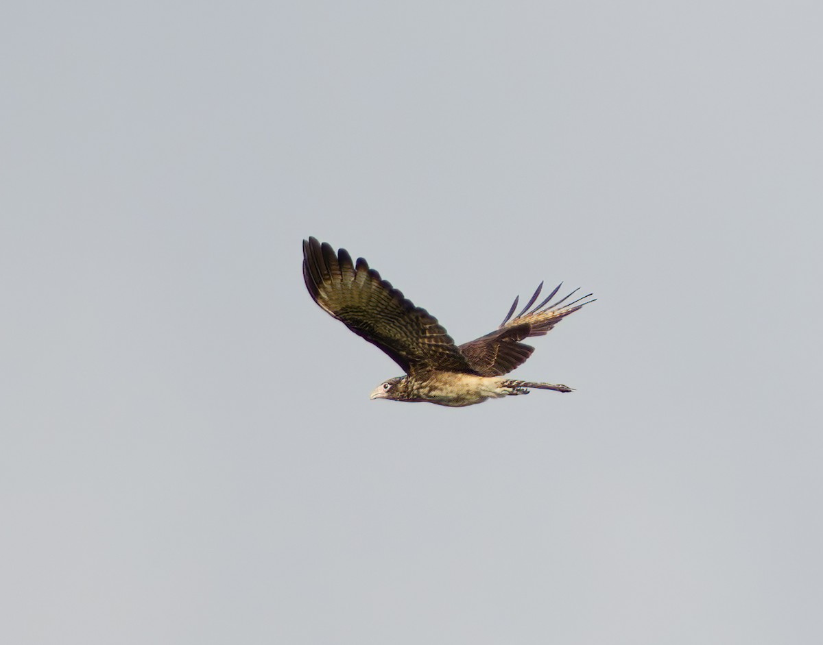 Yellow-headed Caracara - ML620215930