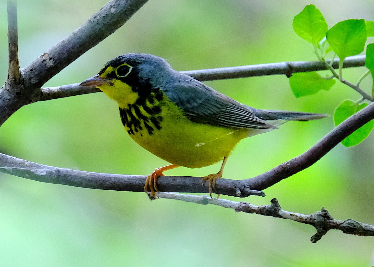 Canada Warbler - ML620215939