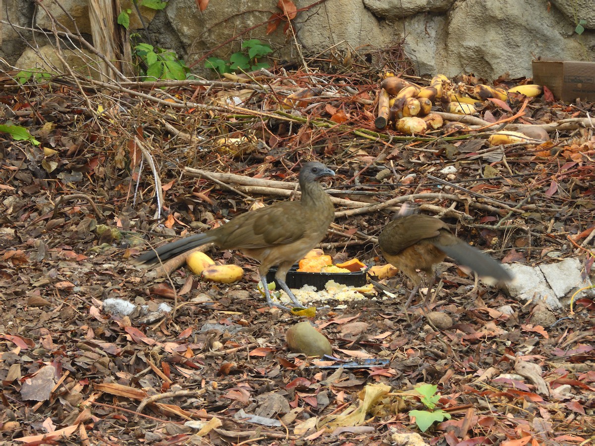 Chachalaca Norteña - ML620215952