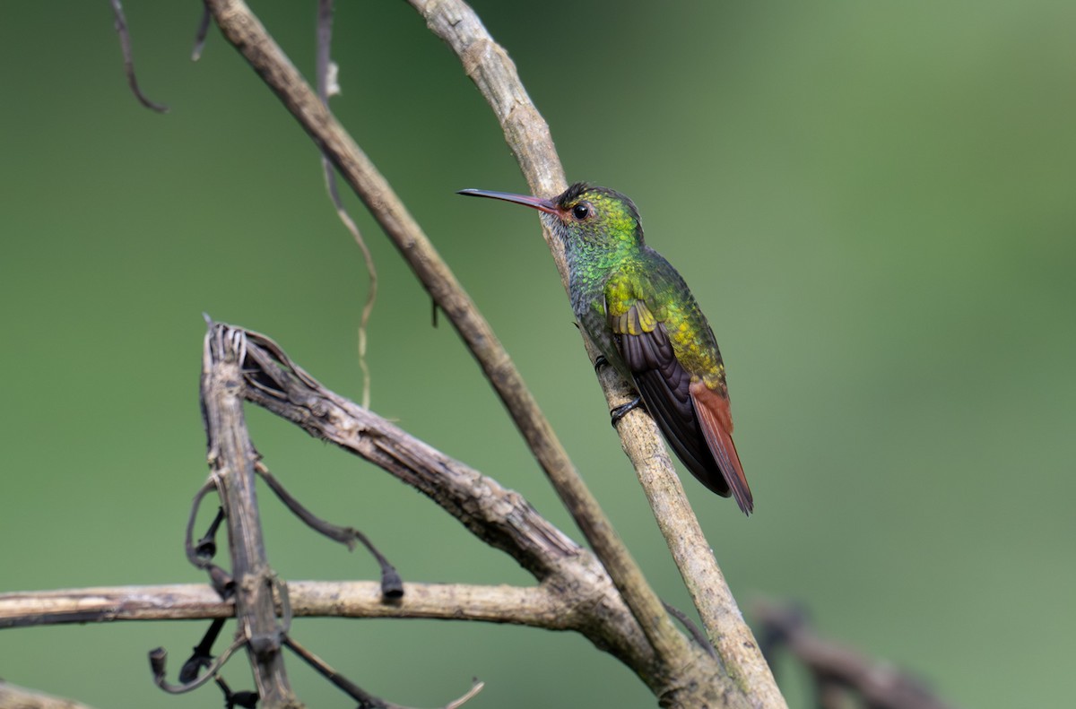 Rufous-tailed Hummingbird - ML620215966