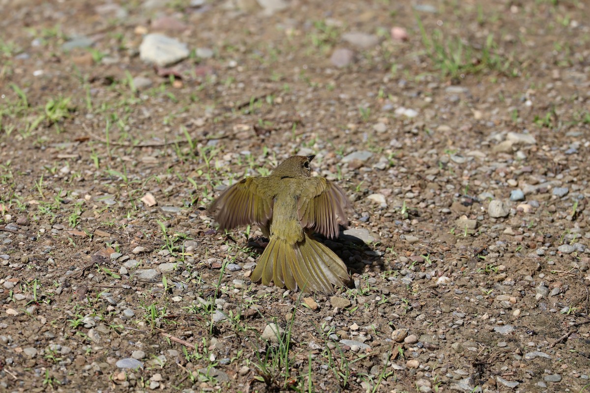 Common Yellowthroat - ML620215969