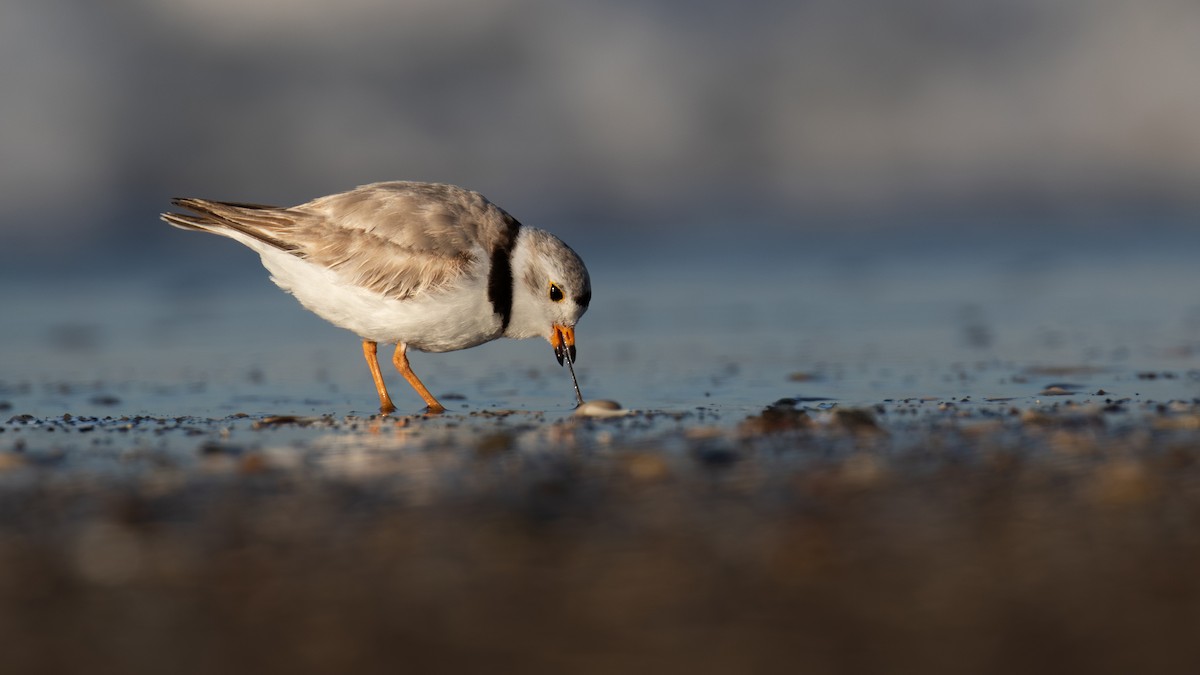 Piping Plover - ML620215972