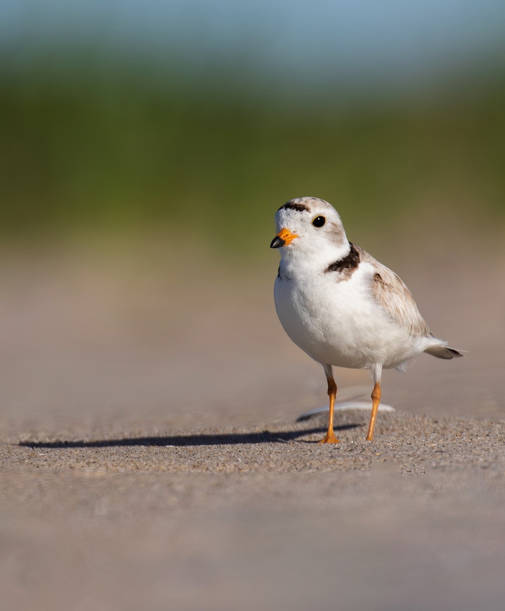 Piping Plover - ML620215973