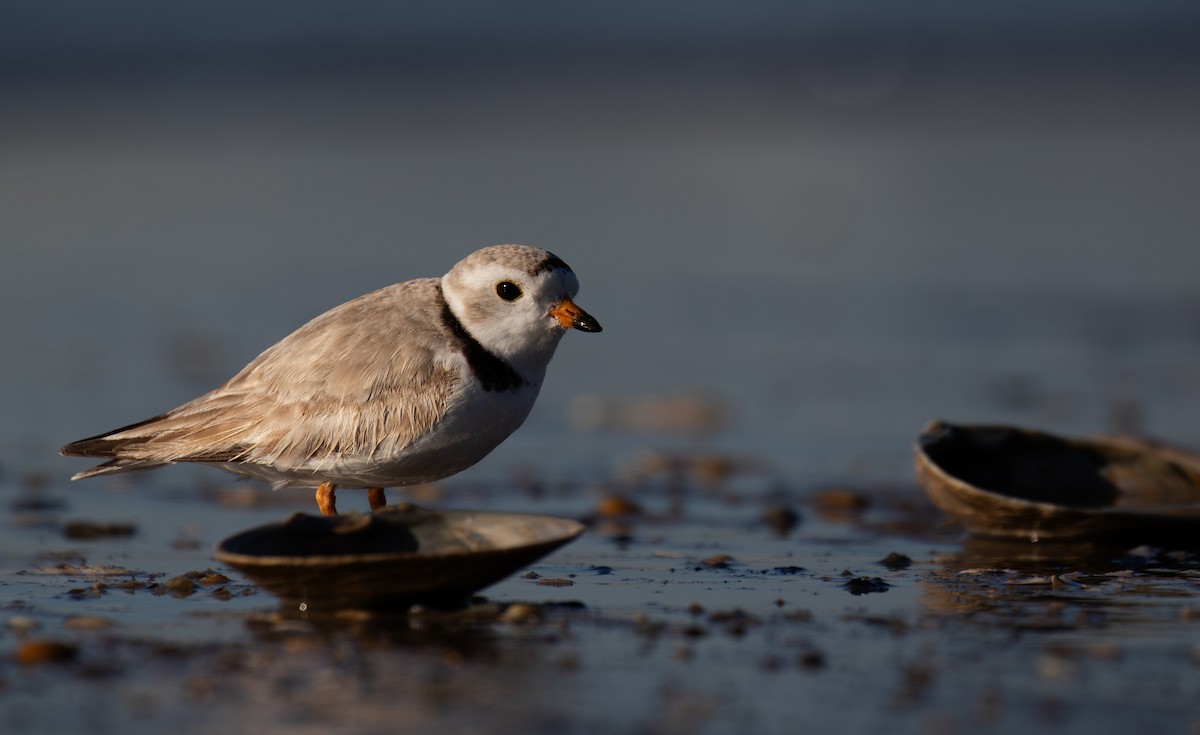 Piping Plover - ML620215974