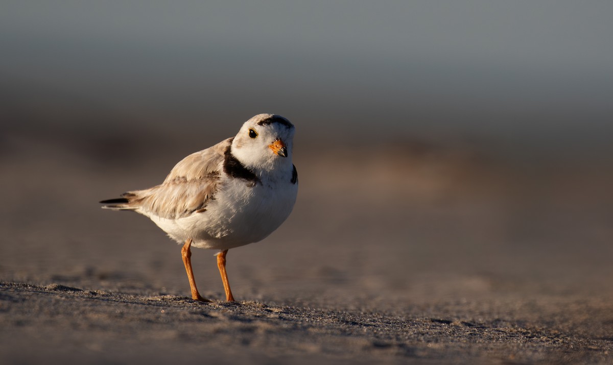 Piping Plover - ML620215975