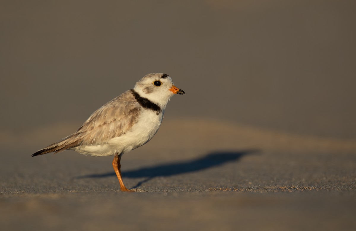 Piping Plover - ML620215976