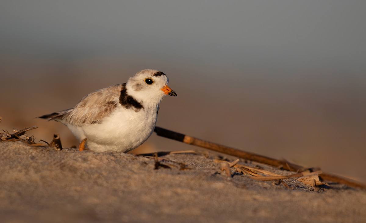 Piping Plover - ML620215977