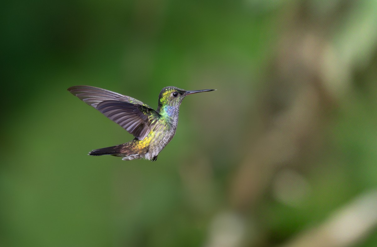 kolibřík modroprsý - ML620215981