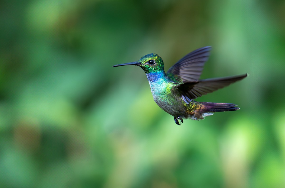 Blue-chested Hummingbird - ML620215982