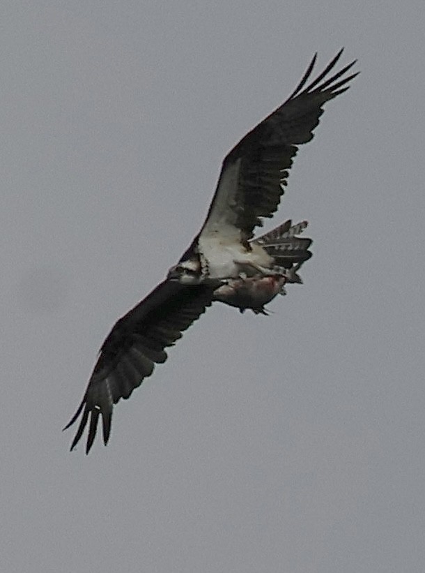 Águila Pescadora - ML620215985