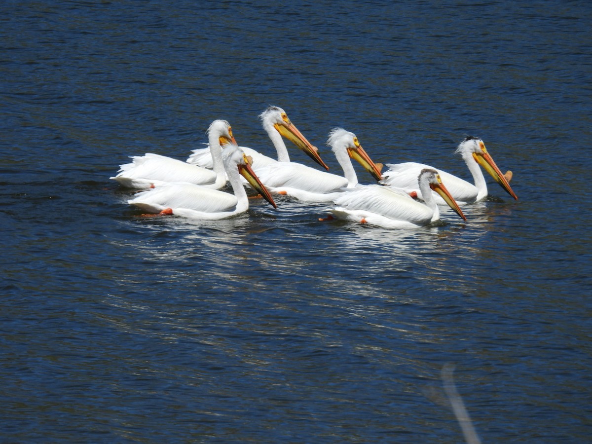 pelikán severoamerický - ML620215988