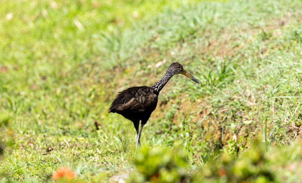 Limpkin - ML620215990