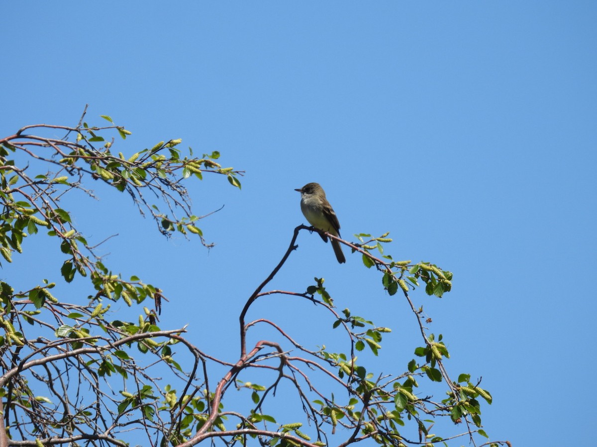 Willow Flycatcher - ML620215994