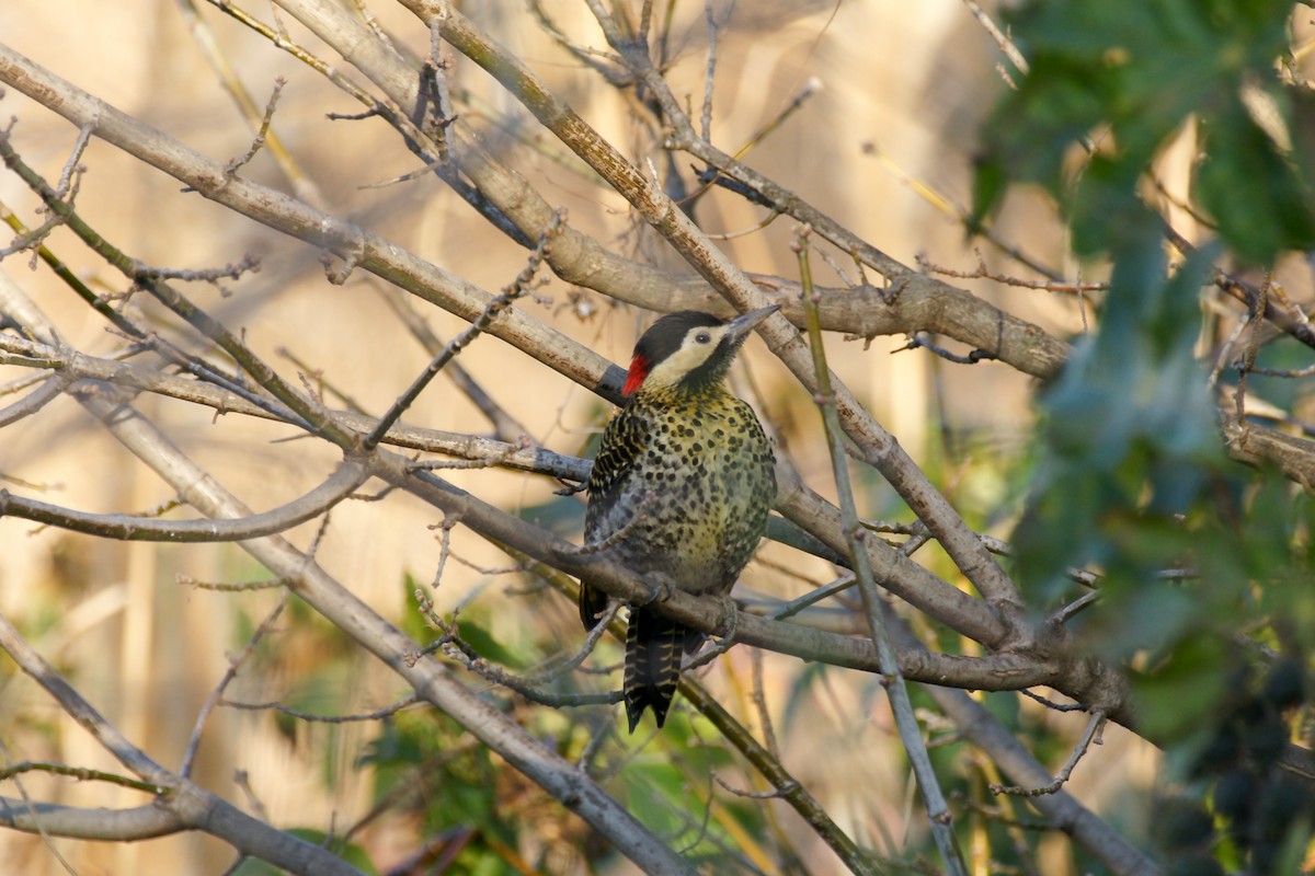 Green-barred Woodpecker - ML620215997