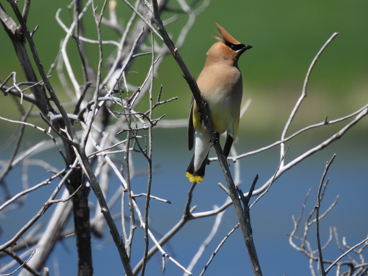 Cedar Waxwing - ML620215998