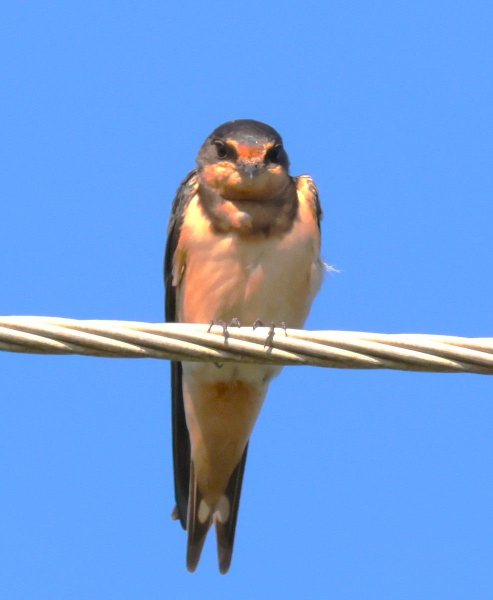 Barn Swallow - ML620215999