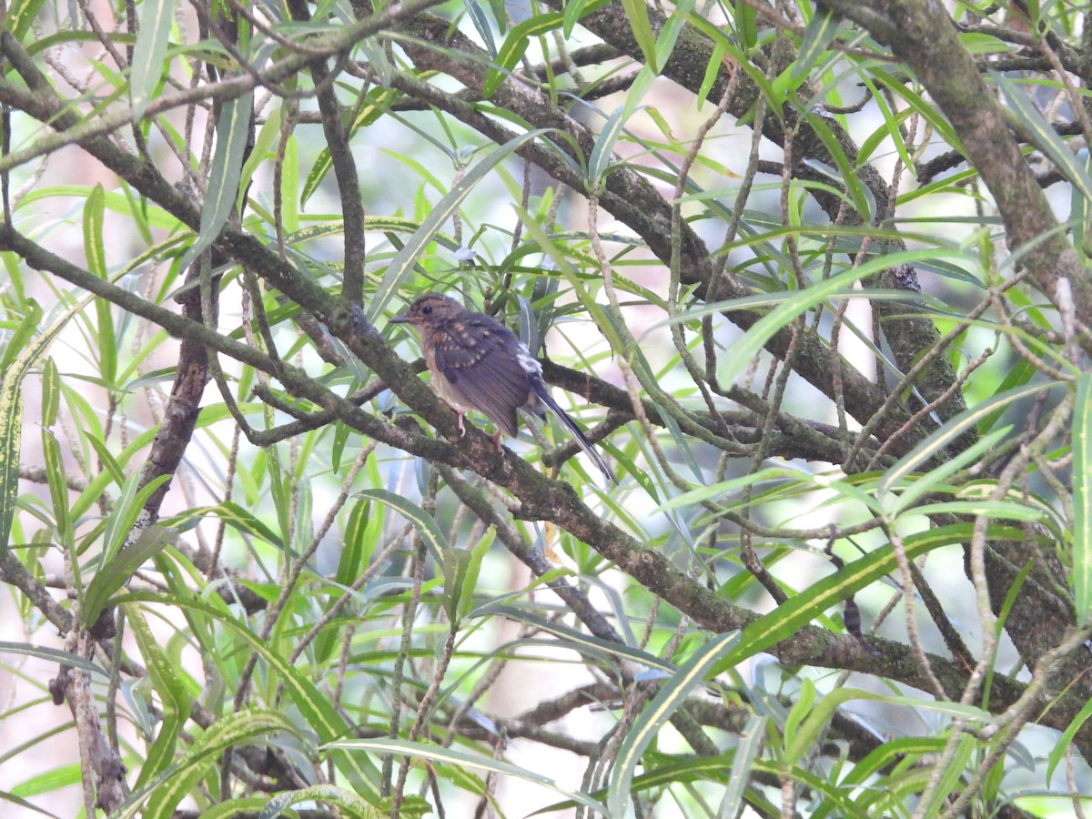 White-rumped Shama - ML620216000