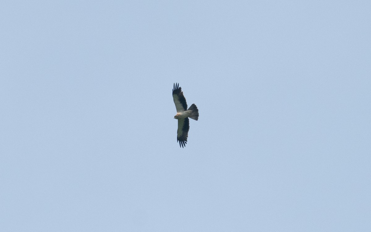 Küçük Kartal - ML620216002