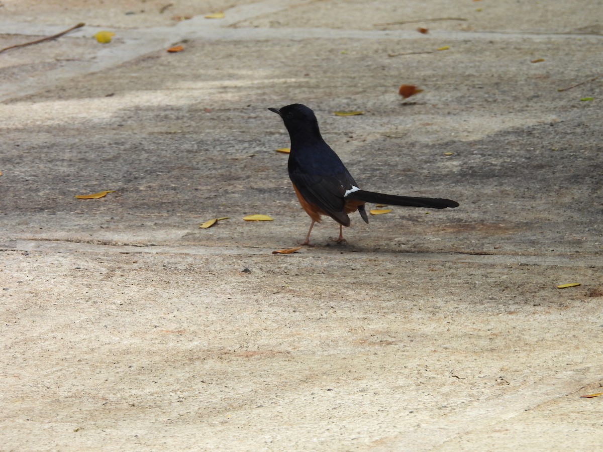 White-rumped Shama - ML620216007