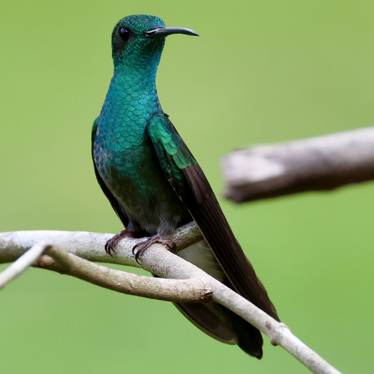 Colibrí de Buffon - ML620216008