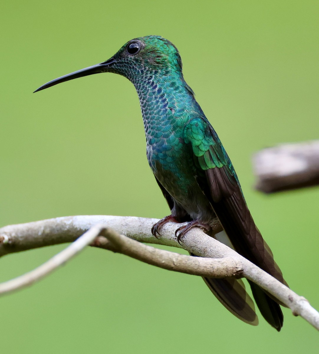 Colibrí de Buffon - ML620216010