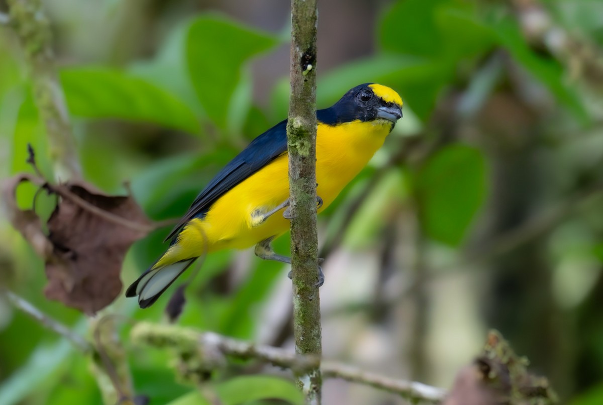 Thick-billed Euphonia - ML620216012