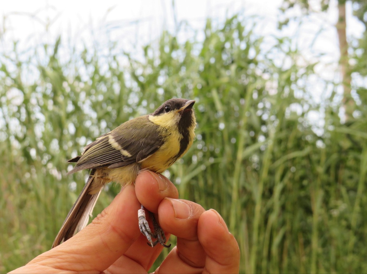 Great Tit - ML620216023