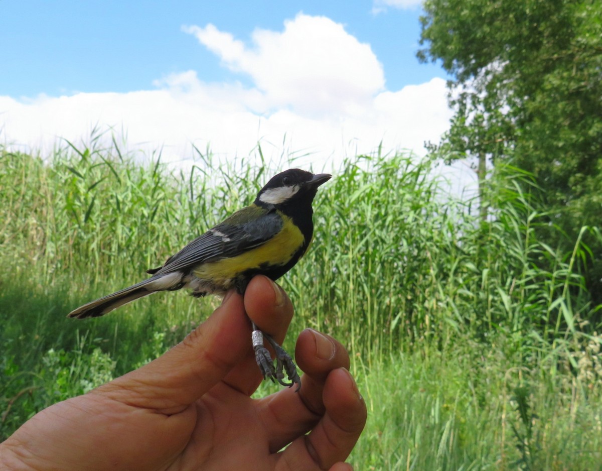 Great Tit - ML620216025