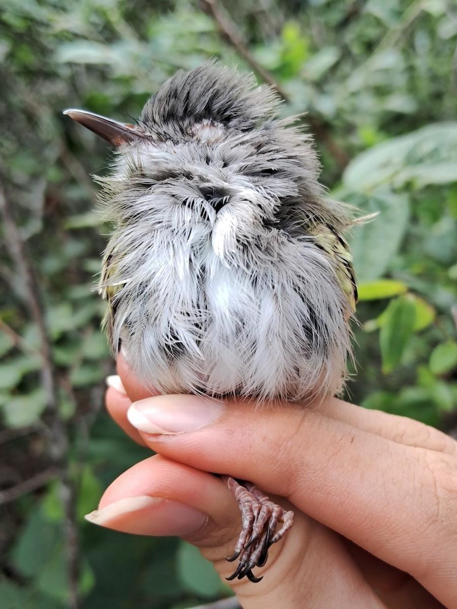 Pearly-vented Tody-Tyrant - ML620216032