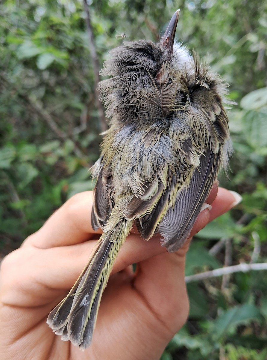 Pearly-vented Tody-Tyrant - ML620216034