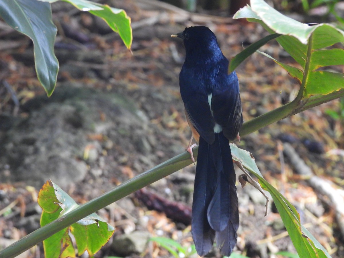 White-rumped Shama - ML620216035