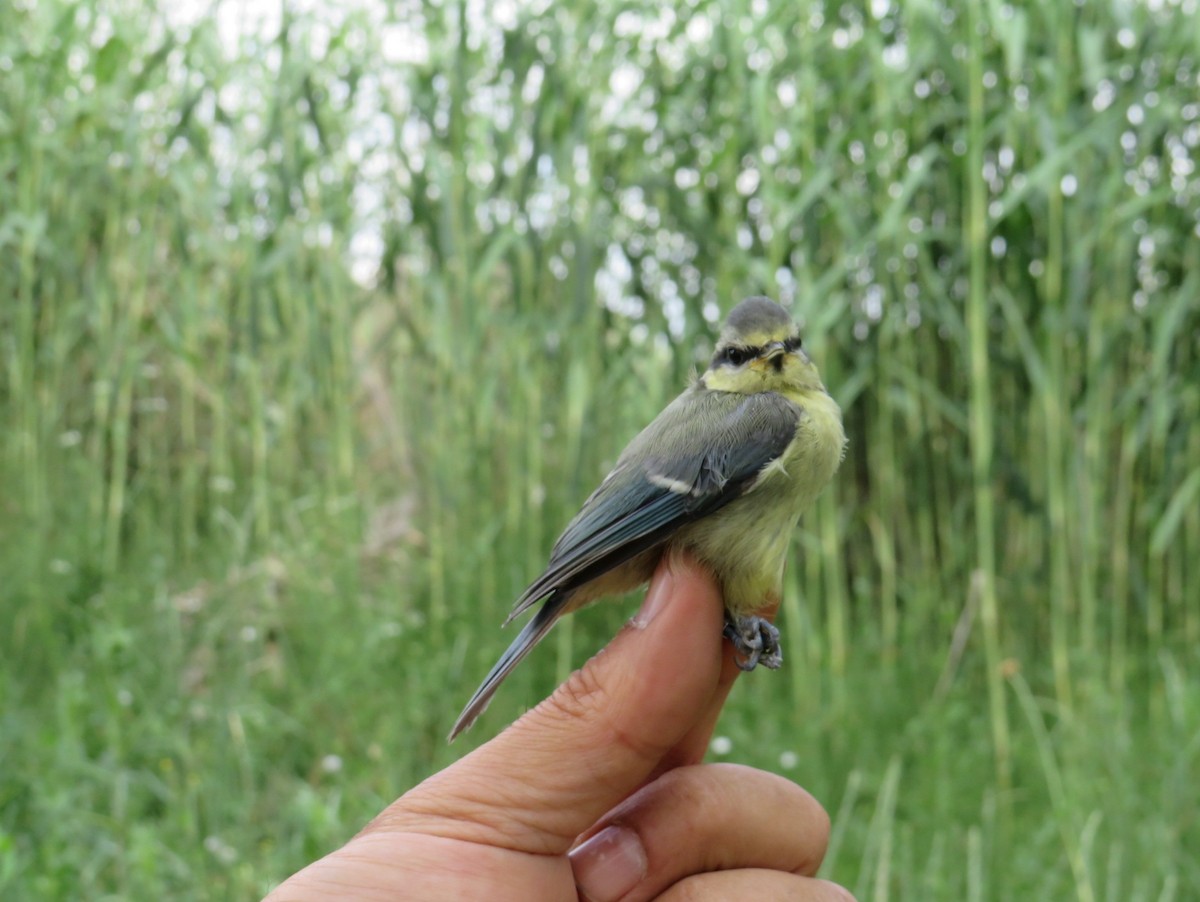 Eurasian Blue Tit - ML620216038