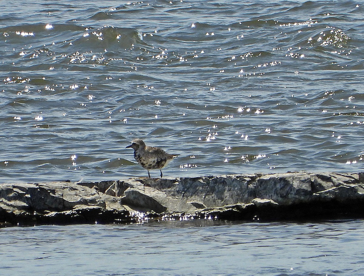 Black-bellied Plover - ML620216041