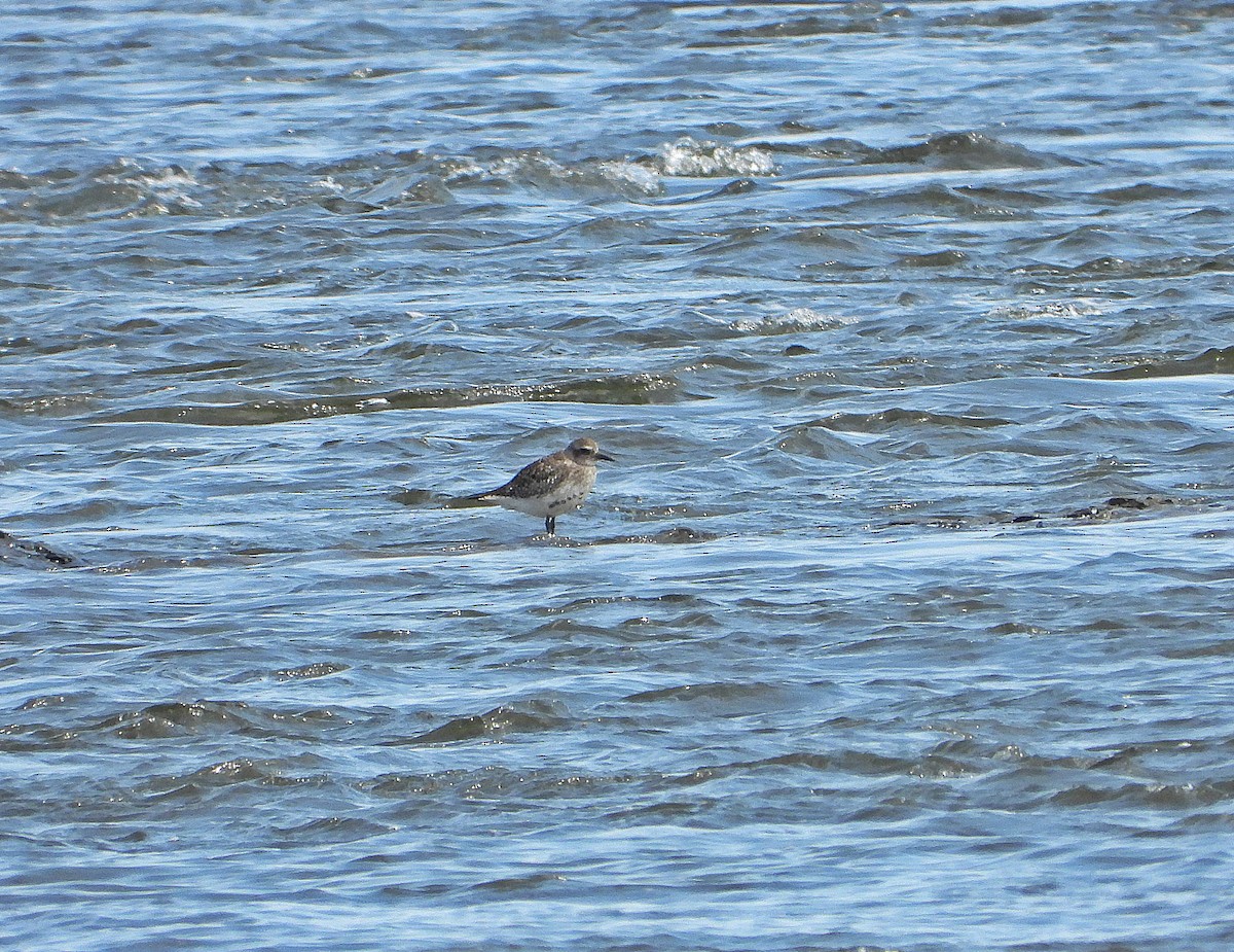 Black-bellied Plover - ML620216042