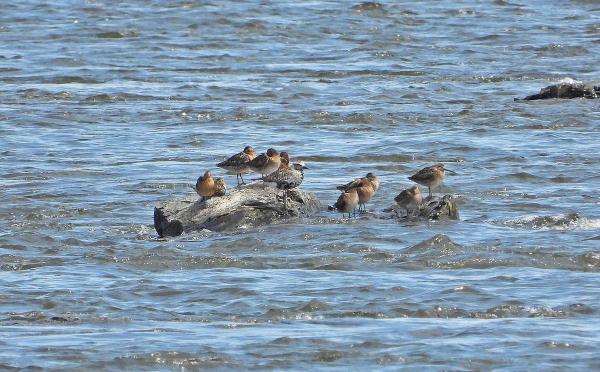 Black-bellied Plover - ML620216043