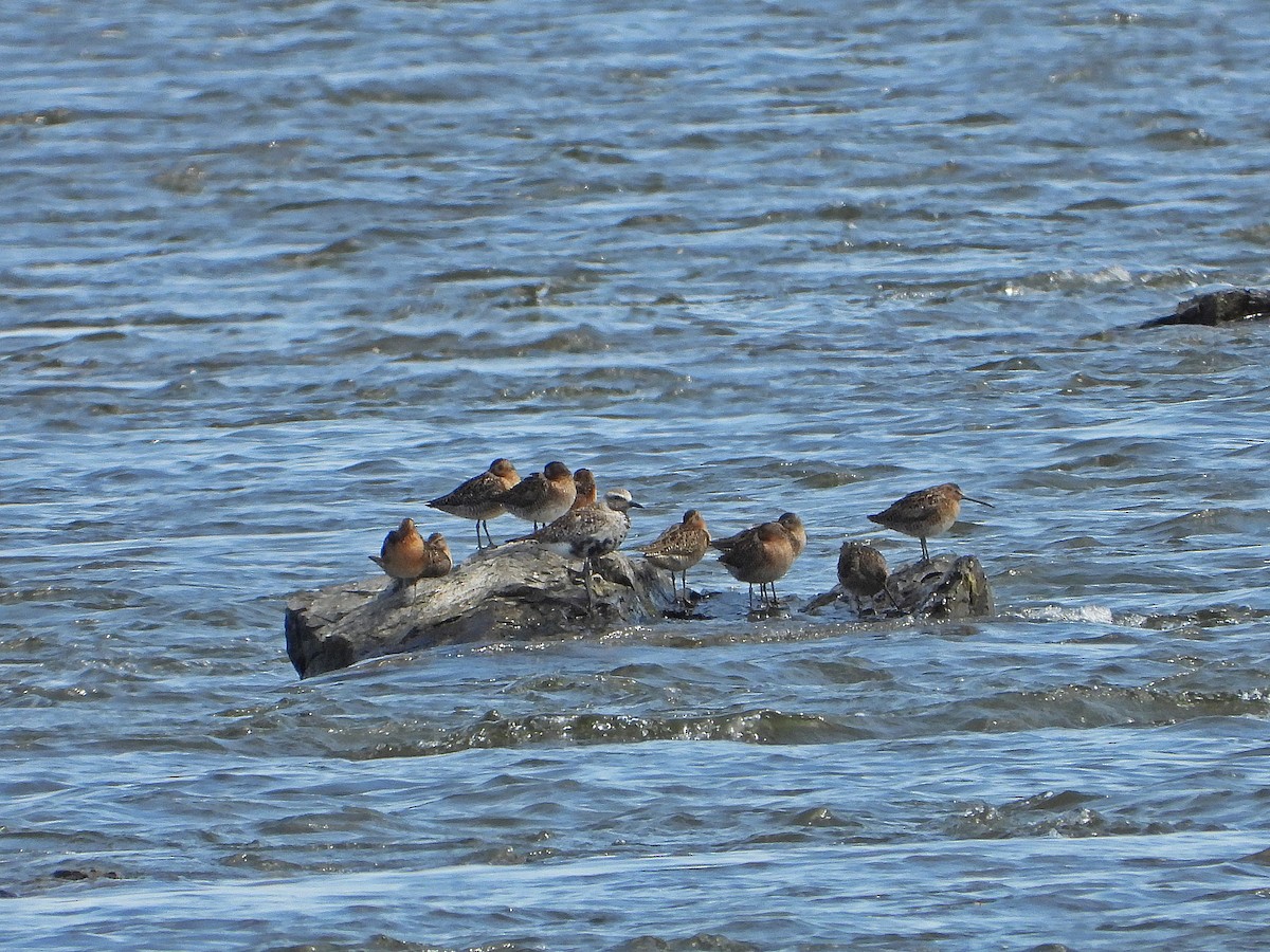 Black-bellied Plover - ML620216044