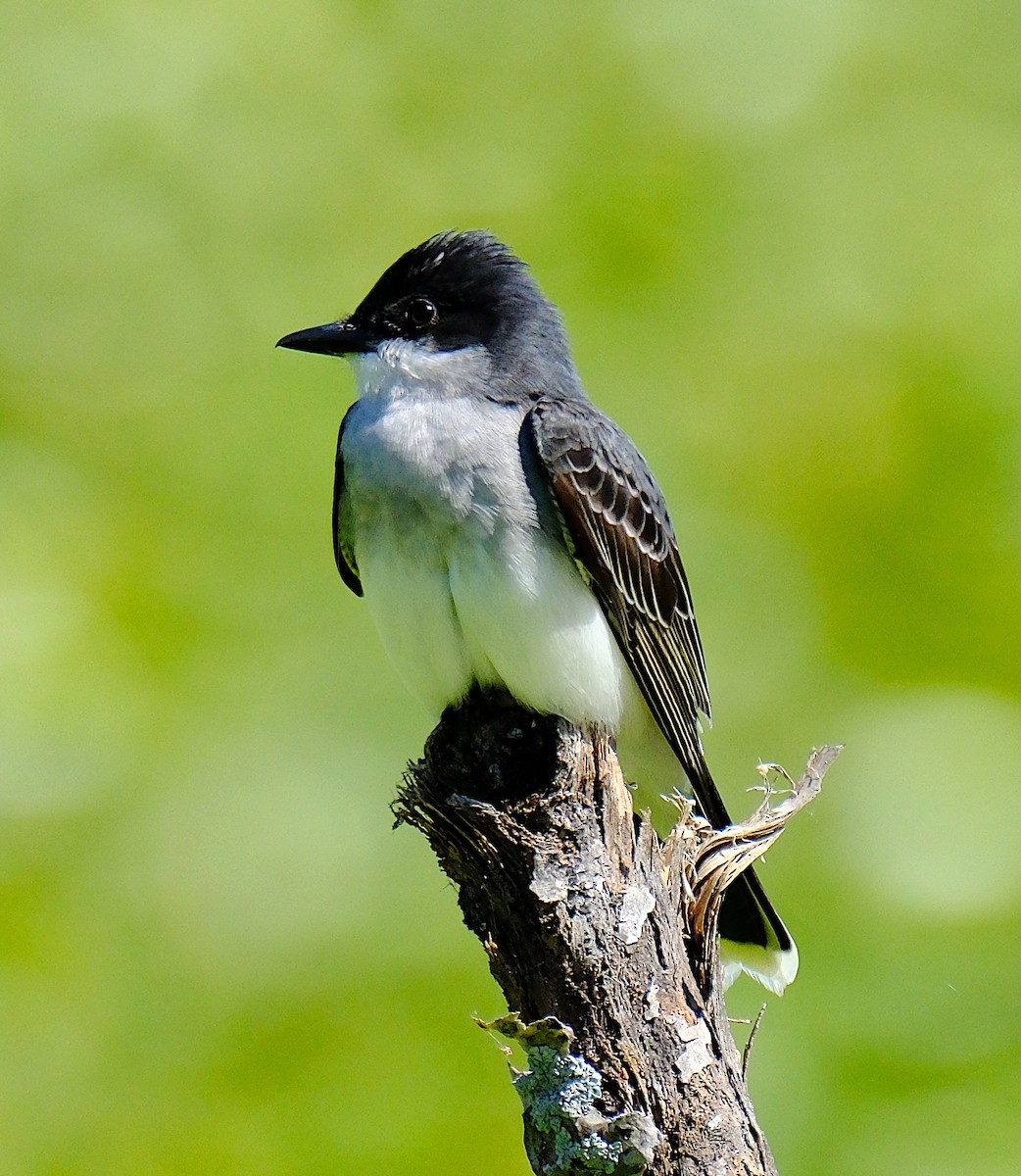 Eastern Kingbird - ML620216046