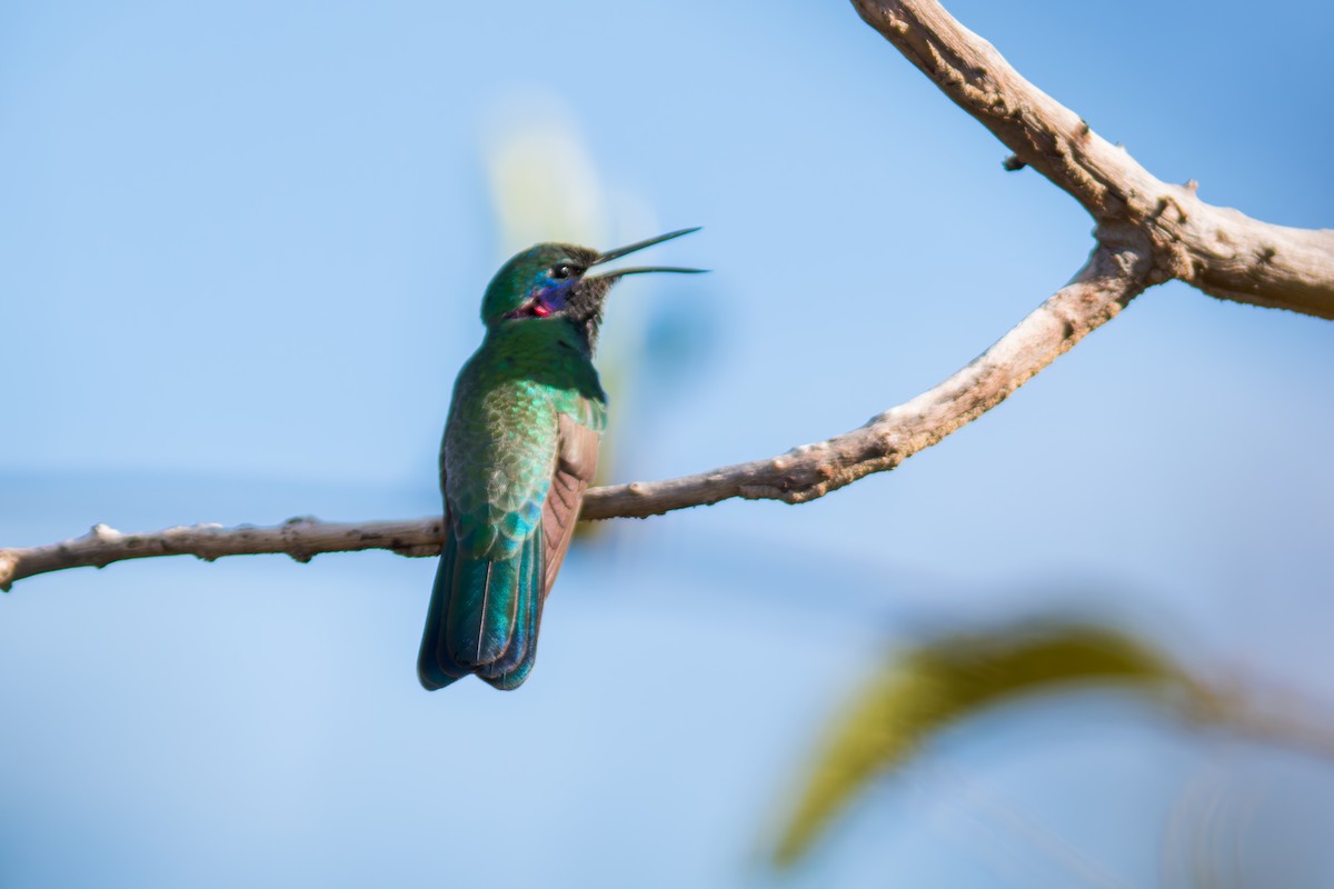 kolibřík ametystouchý - ML620216047