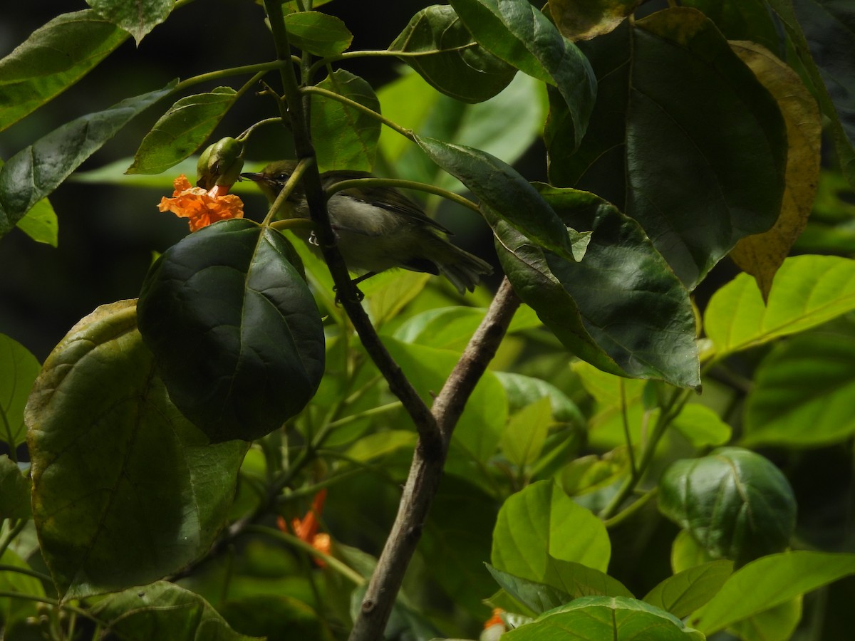 Warbling White-eye - ML620216048