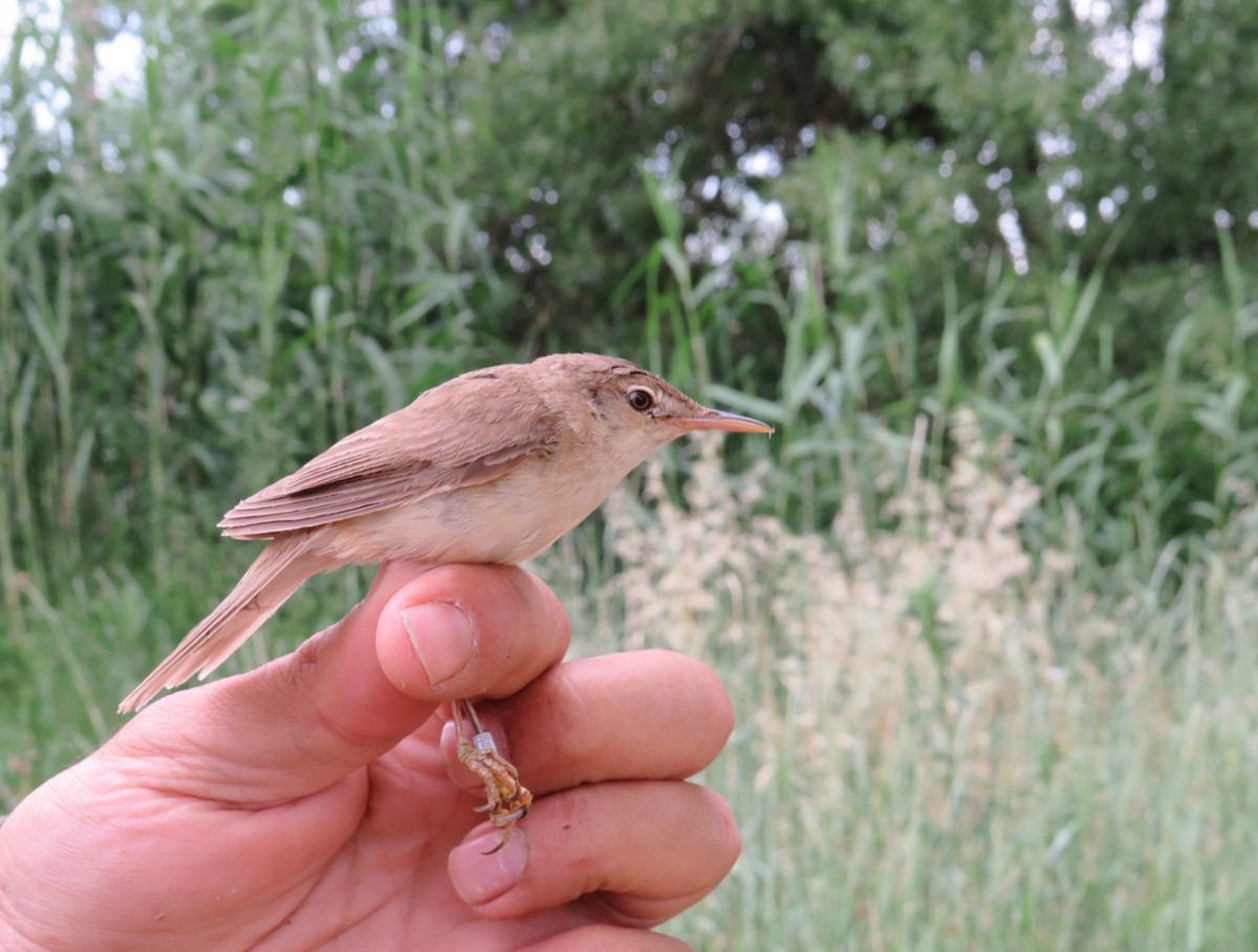 Common Reed Warbler - ML620216049