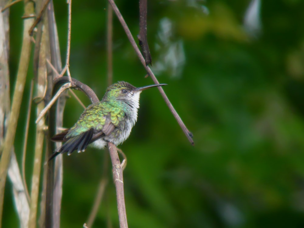 kolibřík safírovohrdlý - ML620216050