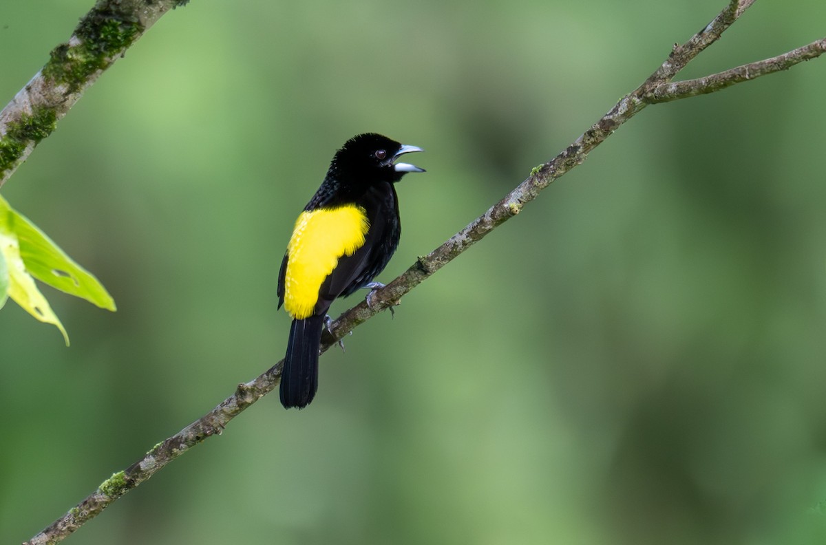 Flame-rumped Tanager - ML620216052