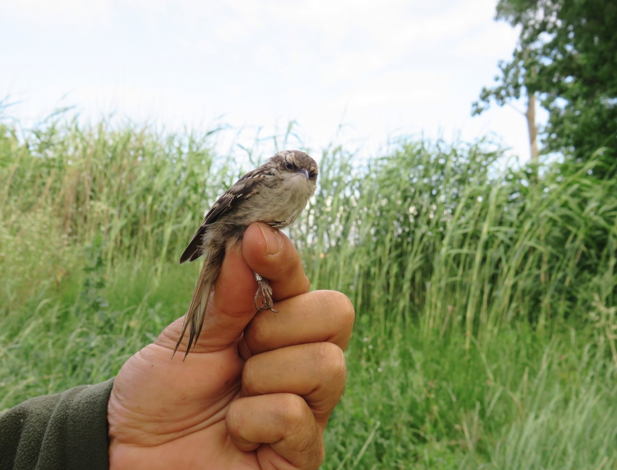 Short-toed Treecreeper - ML620216071